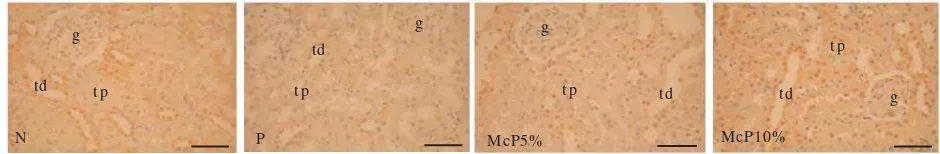 Figure 2. Photomicrographs of immunohistochemical localization of Cu,Zn-SOD in the rat kidney tissues