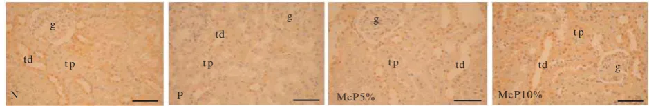 Figure 2. Photomicrographs of immunohistochemical localization of Cu,Zn-SOD in the rat kidney tissues