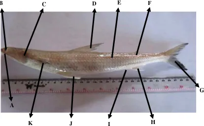 Gambar 3. Morfologi ikan Beloso (S. tumbil)