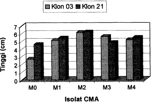 Gambar 1. Histogram Pengaruh Interaksi Klon Jati dan Jenis Isolat CMA terhadap 