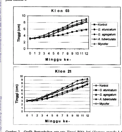 Gambar 2. Grafik Pertumbuhan rata-rata Tinggi Bibit Jati (Tectom grandis L.f) 