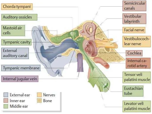 Gambar 2.1 Anatomi telinga (Probst dkk, 2006) 