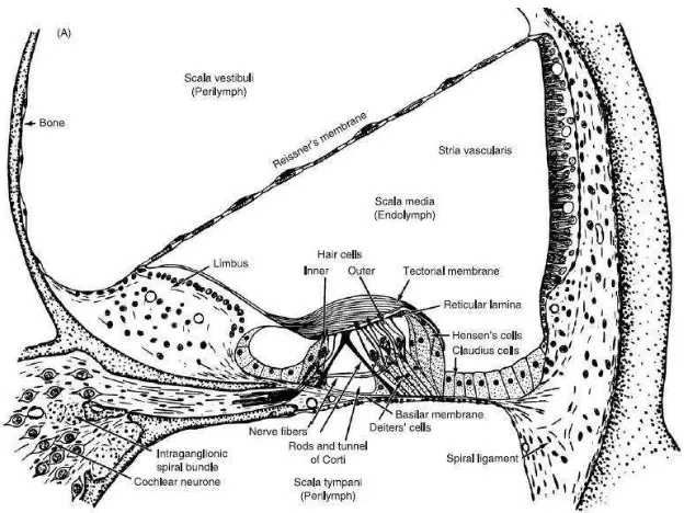 Gambar 2.2. Penampang koklea (Moller, 2006). 
