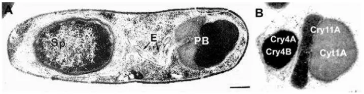 Gambar 2. Bagian ultrastruktur pada sporulasi sel Bacillus thuringiensissubsp. Israelensis (A) dan badan paraspora Bacillusthuringiensis subsp