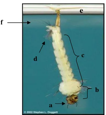 Gambar 4. Larva Aedes aegypti instar IV (a) kepala, (b) thorax,(c) abdomen, (d) siphon, (e) permukaan air, dan (f) airSkala perbesaran: 100 kali (Sumber : Supartha, 2008)