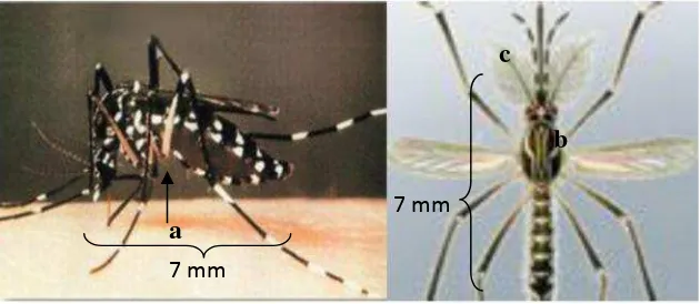 Gambar 6. Aedes aegypti dewasa (a) abdomen, (b) sayap dan (c)antena, Skala perbesara: 100 kali (Sumber : Supartha,2008).