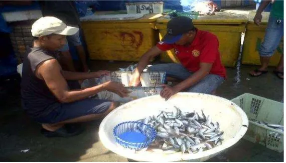 Gambar 9. Penyortiran ikan sebelum dijual