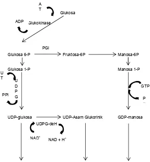 Gambar 2. Biosintesis gum xanthan (Becker et al, 1998).