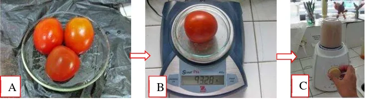 Gambar 1. (A) Bahan tomat yang digunakan sebagai adenda media (B) Tomatditimbang sesuai dengan kebutuhan (C) Tomat dihaluskanmenggunakan blander