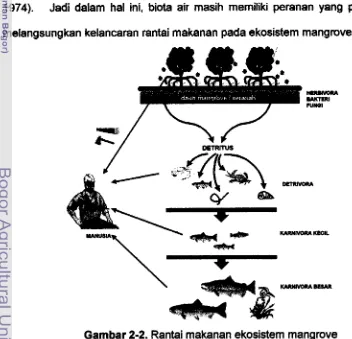 Gambar 2-2. Rantai makanan ekosistem mangrove 