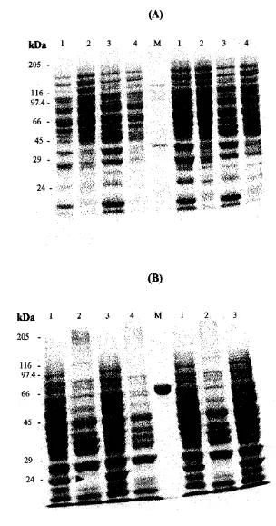 Gambar 4. Elektroforegram protein lateks dari hasil ekstraksi dengan cara (A) pembekuan -20 OC (lajur 1 & 3) dan sentrifugasi (lajur 2 & 4)