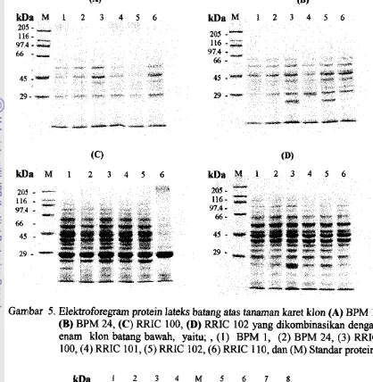 Gambar 5. Elektroforegram protein lateks batang atas tanaman karet klon (A) BPM 1, 