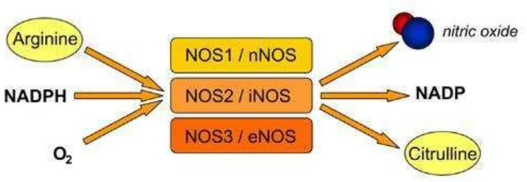 Gambar 2.2 Skema Proses Sintesis NO (Hala et al., 2001; Zhang et al., 2011) 