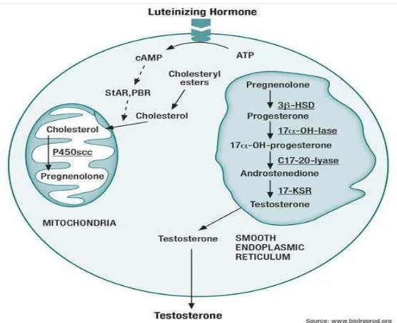 Gambar 2.7 Jalur Biosintesis Testosteron (Brinkman, 2009) 
