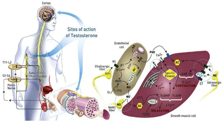 Gambar 2.8 Mekanisme Testosteron pada Ereksi Penis (Isidori, 2014) 