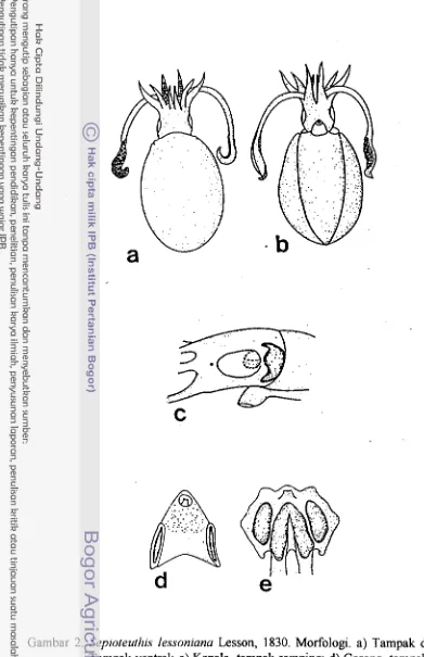 Gambar 2. Sepioreurlzrs lessoniana Lesson, 1830. Morfologi. a) Tampak dorsal; b) 