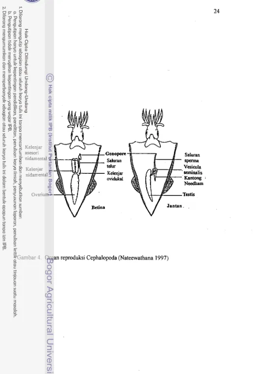 Gambar 4. Organ reproduksi Cephalopoda (Nateewathana 1997) 