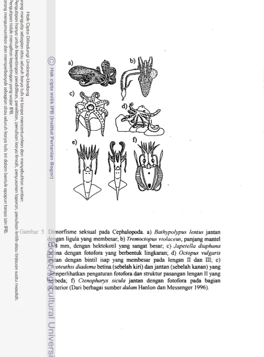 Gambar 5. Dimorfisme seksual pada Cephalopoda. a) Bail~ypolypus lentus jantan 