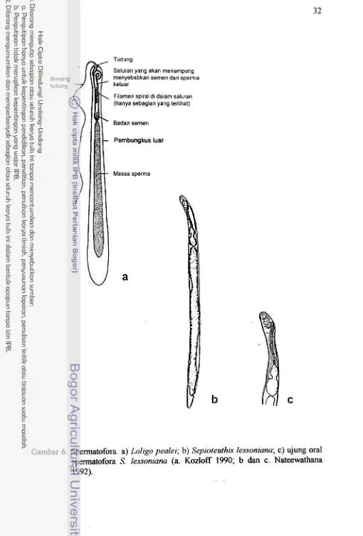 Gambar 6. Spermatofora. a) Loligo pealei; b) Sepioteuthis lessoniana; c) ujung oral 
