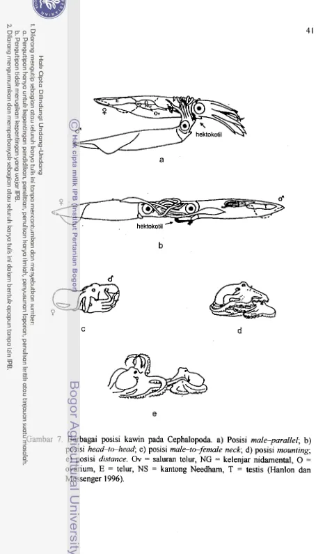 Gambar 7. Berbagai posisi kawin pada Cephalopoda. a) Posisi male-parallel; b) 