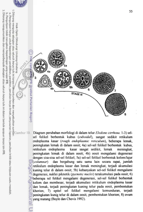 Gambar 10. Diagram perubahan morfologi di dalam telur Eledone cirrhosu. 1-3) sel- 