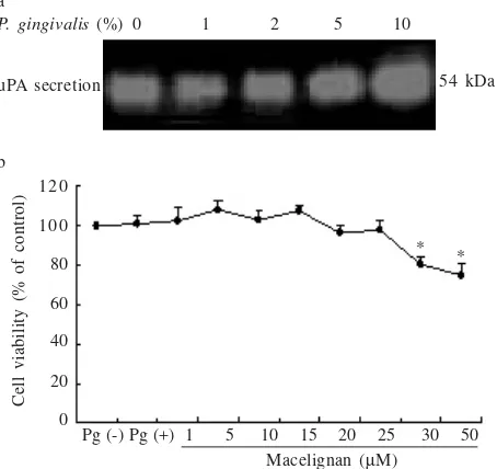 Figure 2. (a) Dose-dependent effect of P. gingivalis supernatanton uPA secretion in KB cells assayed by caseinzymography