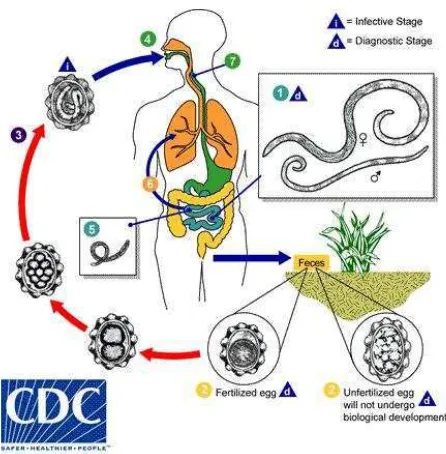 Gambar 1. Siklus Hidup A. Lumbricoides (CDC, 2013)