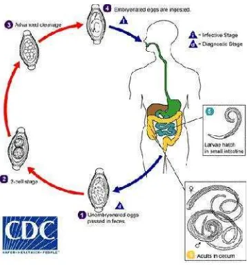 Gambar 5. Siklus Hidup T. Trichiura (CDC, 2013)