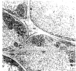 Gambar 3. Garnbar sel Flavedo pada buah yang tua: kantung rninyak (I); kromoplas 