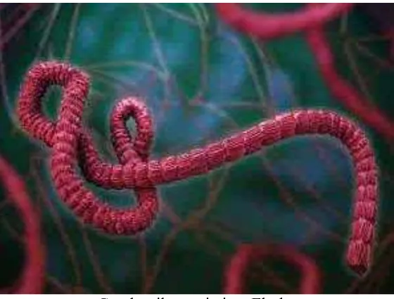 Gambar virus Ebola mikroskop electron  