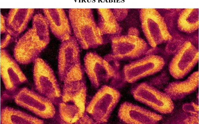 Gambar ilustrasi virus rabies 