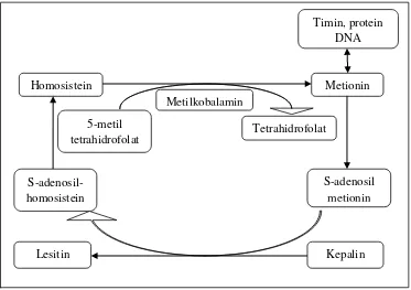 Gambar 2.3b Reaksi Metilasi, Pembentukan Timin dan Lesitin (Meliala dan Barus, 2008 dengan beberapa penyesuaian) 