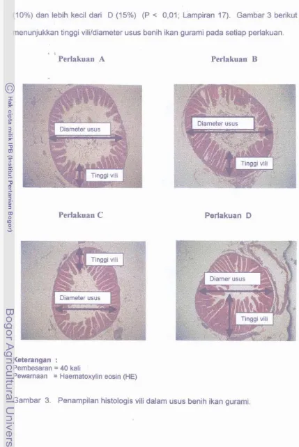 Gambar 3. PenampiIan histologis vili dalam usus benih ikan gurami. 