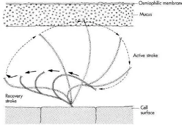 Gambar 2.2 Siklus silia normal (Ballenger, 2003) 