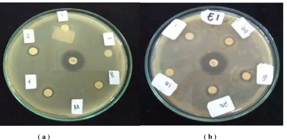 Gambar 2. Hasil uji aktivitas antibakteri infus air (a), ekstrak etanol 70% (b) 