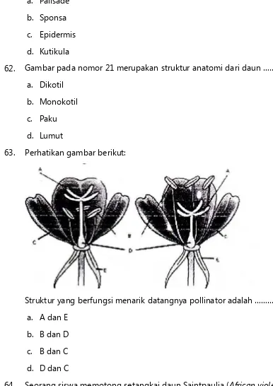 Gambar pada nomor 21 merupakan struktur anatomi dari daun ……… 