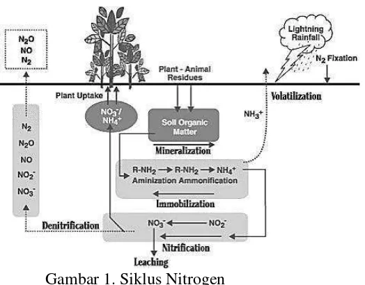 Gambar 1. Siklus Nitrogen  (Sumber: http://cceonondaga.org/resources/nitrogen-basics-the-nitrogen-cycle) 