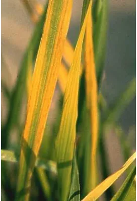 Gambar 1  Gejala serangan virus tungro pada daun tanaman padi. Warna daun 