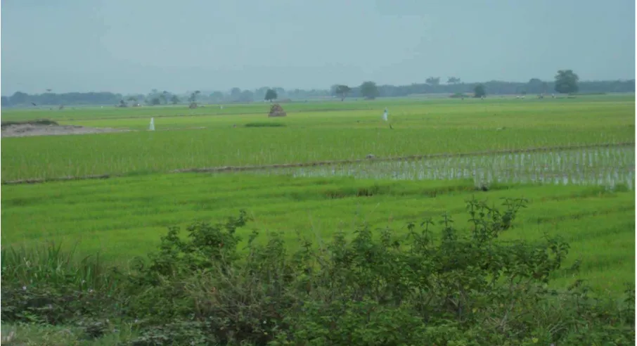 Gambar 6: Lahan Pertanian Desa Serdang 