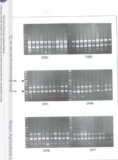 Gambar 2. Profil pita RAPD hasil amplikasi DNA populasi kelapa DSD, DSR, DPL, DPM, DPB, dan DPT menggunakan primer acak OPA-20 