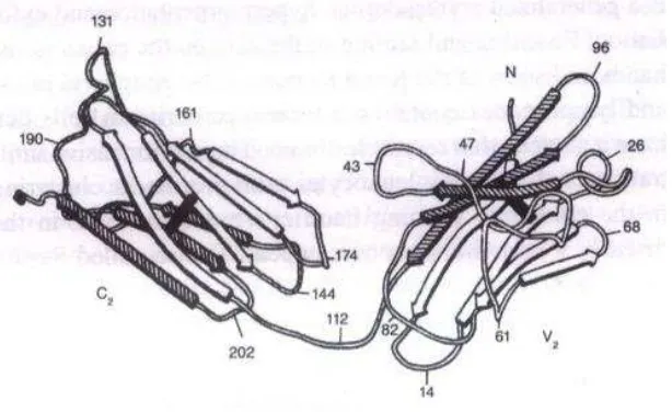 Gambar 2.4  Bence Jones Protein (Cruse, 1999) 