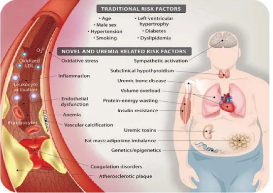 Gambar 2.2. Faktor risiko kardiovaskuler tradisional dan non-tradisional 