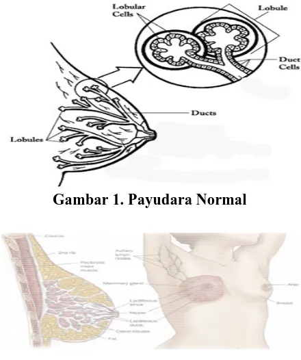 Gambar 11. Payudara