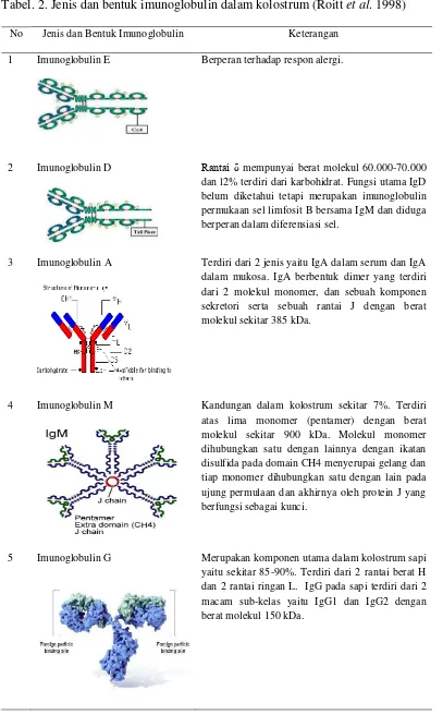 Tabel. 2. Jenis dan bentuk imunoglobulin dalam kolostrum (Roitt et al. 1998) 
