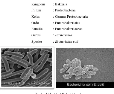 Gambar 5. Morfologi Escherichia coli. 