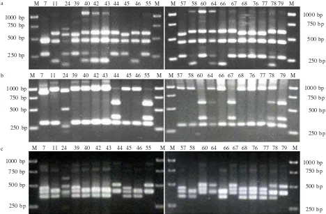 Figure 1. PCR amplification of the 16S rRNA gene of 22 antifungal-producing Bacillus sp