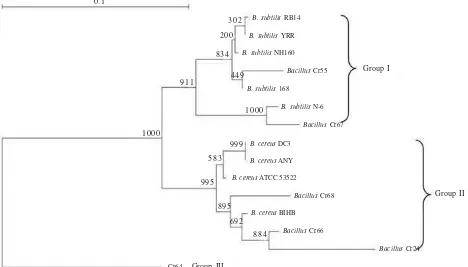 Figure 4. Phylogenetic dendrogram of six Bacillus sp. strain Cr based on partial sequences 16S rRNA gene with reference strains