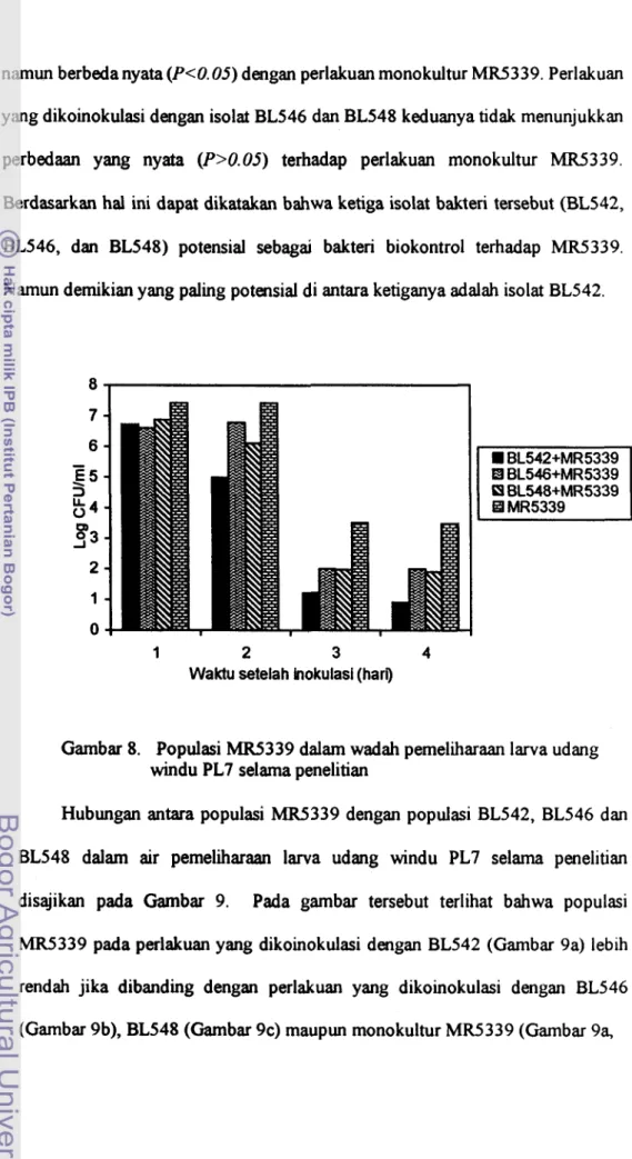 Gambar 8.  Populasi MR5339 dalam wadah pemeliharaan larva udang  windu PL7 selama penelitian 
