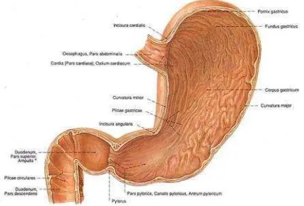 Gambar 1, Anatomi Gaster (Paulsen & Waschke, 2011)