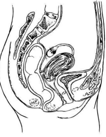 Gambar 4. Uterus normal ( Sumber : The Acquire Project, 2008) 